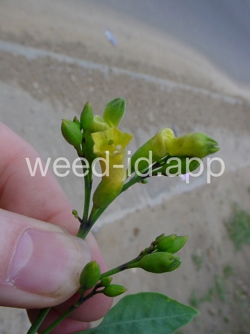 tobacco, tree